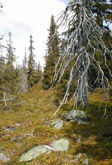 Slenin vaativaa rinnemaastoa
