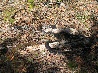 Tasmanian maastojen hirmu - Tiger snake